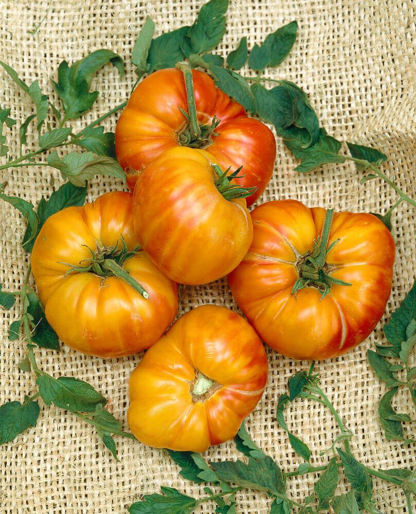 Tomatoes (seed pkg) Old German Heirloom