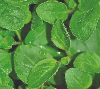 Oregano ORG 5&quot;