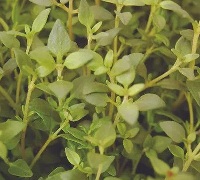 Thyme ORG 5&quot;
