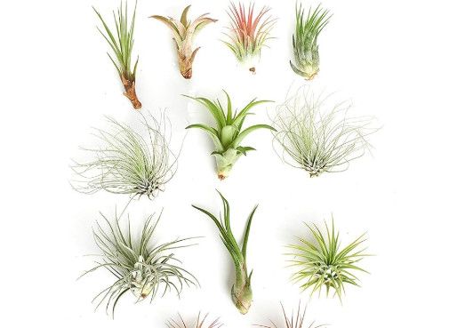 3&quot; Air Plant Assorted (Large)