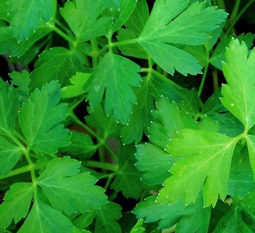 Parsley Italian ORGANIC 4.5&quot;
