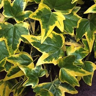 Variegated Ivy 6&quot; - Hedera