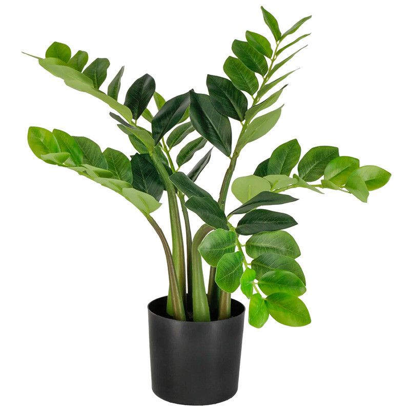 House Plant - ZZ (Zamioculcas Zaniefolia) Plant 6&quot;