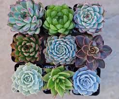 Succulent Assorted 6&quot;