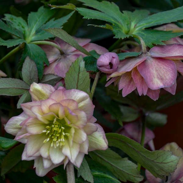 Helleborus &#39;Mother of the Bride&#39; - 1 gal