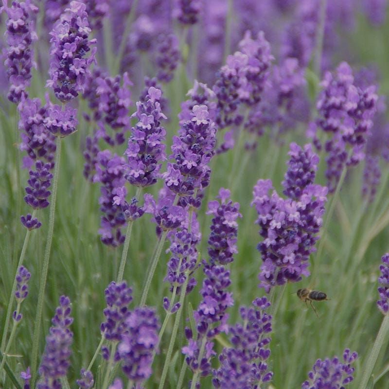 Lavender &#39;Phenomenal&#39; 1 gal