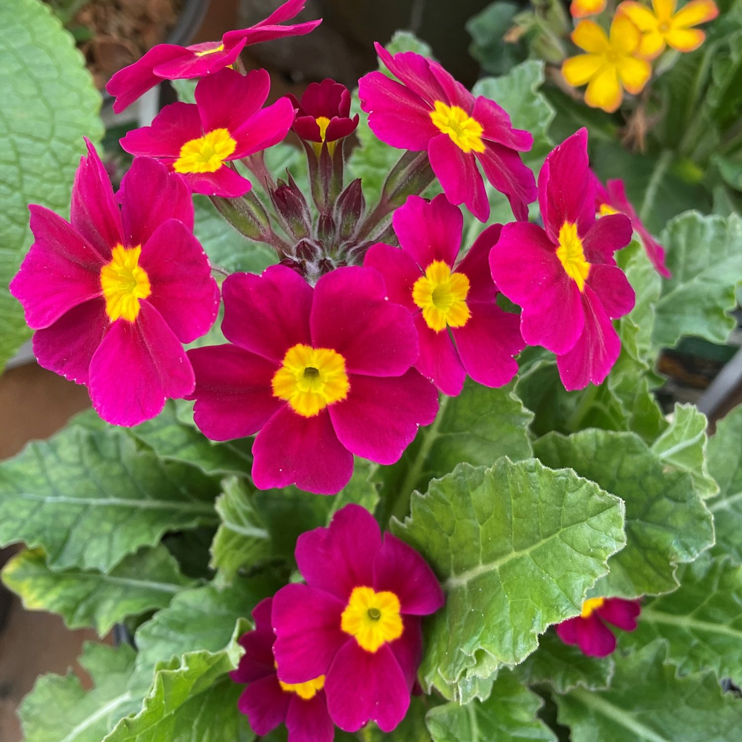 Primula &#39;Oak Leaf Magenta&#39; 1 gal