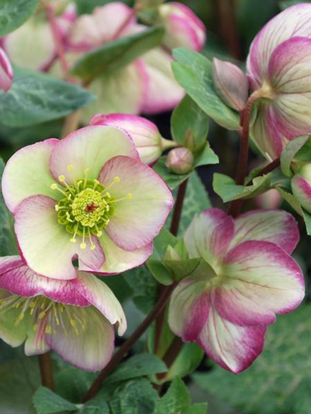 Helleborus &#39;Glenda&#39;s Gloss&#39; - 1 gal
