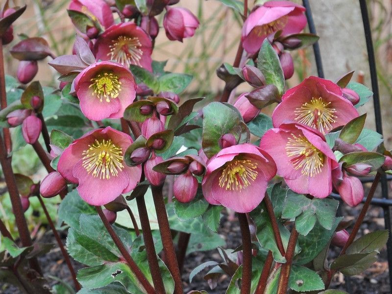 Helleborus &#39;Penny&#39;s Pink&#39; - 1 gal