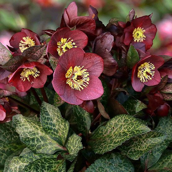 Helleborus &#39;Ice n&#39; Roses Mona Marble&#39; 1 gal