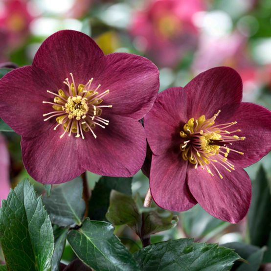 Helleborus &#39;Ice n&#39; Roses Red&#39; 1 gal