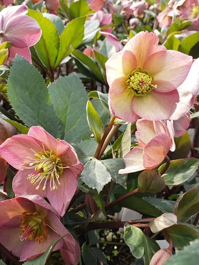 Helleborus &#39;Ice n&#39; Roses Rose&#39; 1 gal