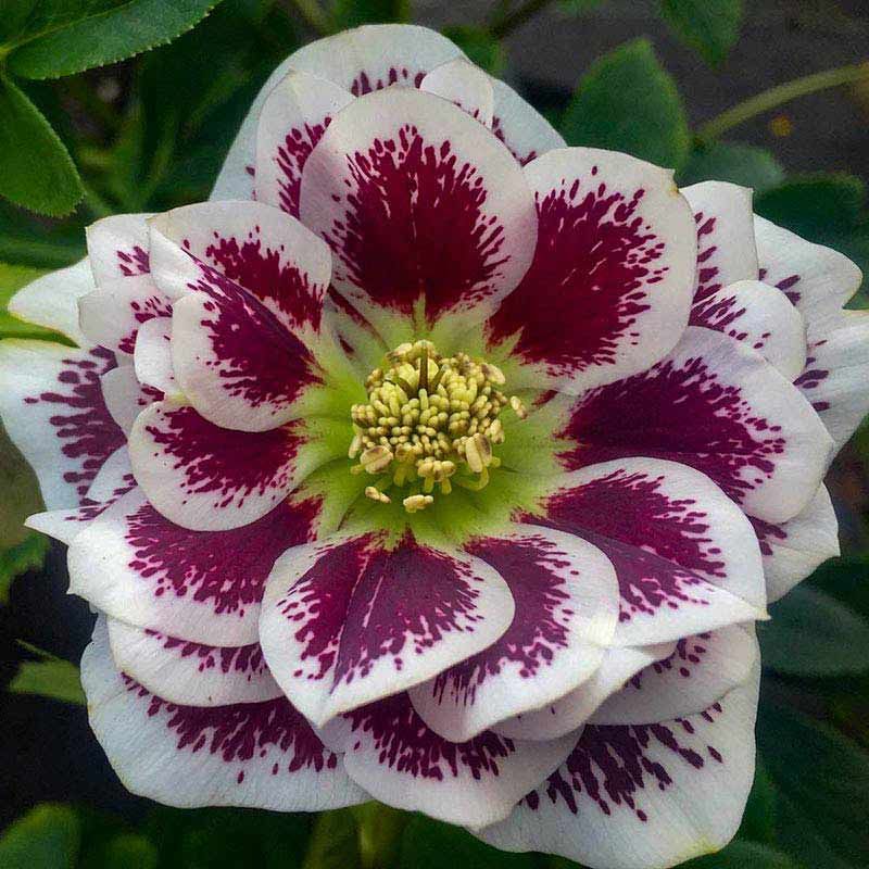 Helleborus &#39;Shotgun Wedding&#39; - 1 gal