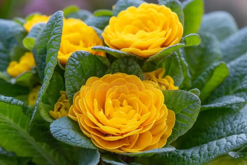 Primula &#39;Goldie&#39; - 1 gal