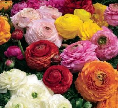Ranunculus &#39;Magic Mix&#39; - 4&quot;