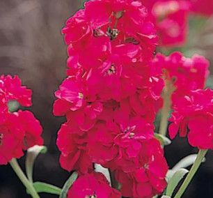 Stocks 'Harmony Deep Rose' 4"