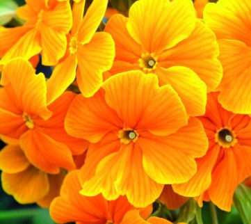 Primula  &#39;Cresendo Orange&#39; 4.5&quot;