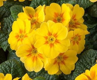 Primula &#39;Danova Yellow  Eye&#39; 4.5&quot;