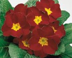 Primula &#39;Danova Red Velvet&#39; 4.5&quot;