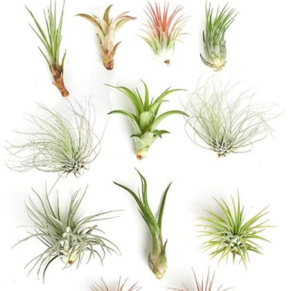 1&quot; Air Plant Assorted (Small)