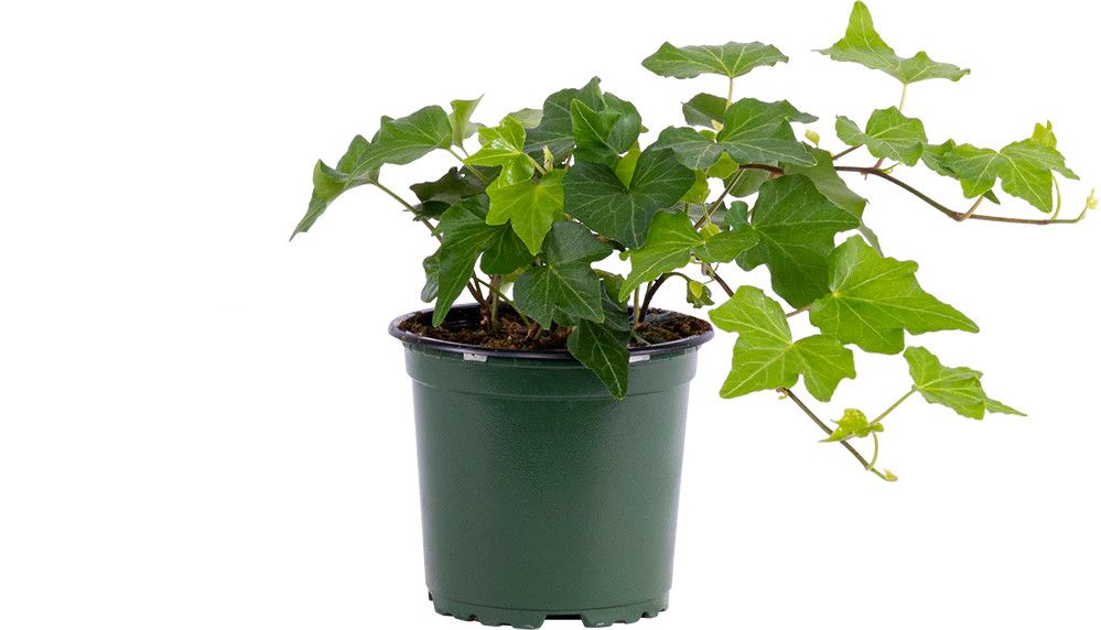 Green Ivy 3.5&quot;