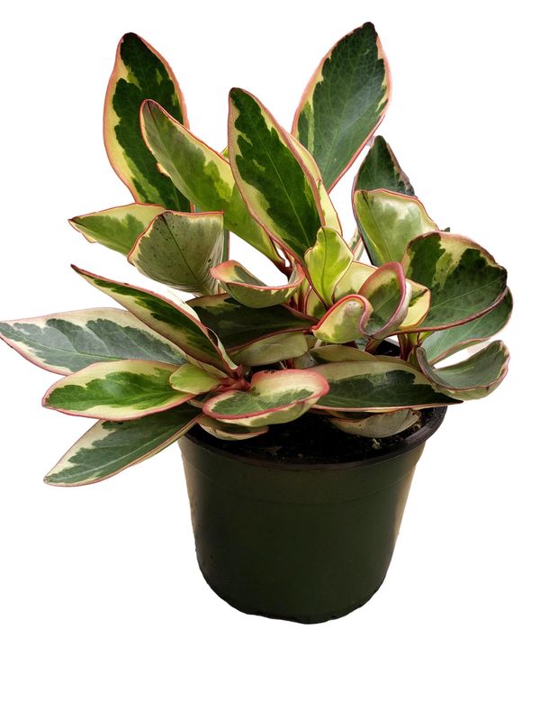 Peperomia Asst. 6&quot;