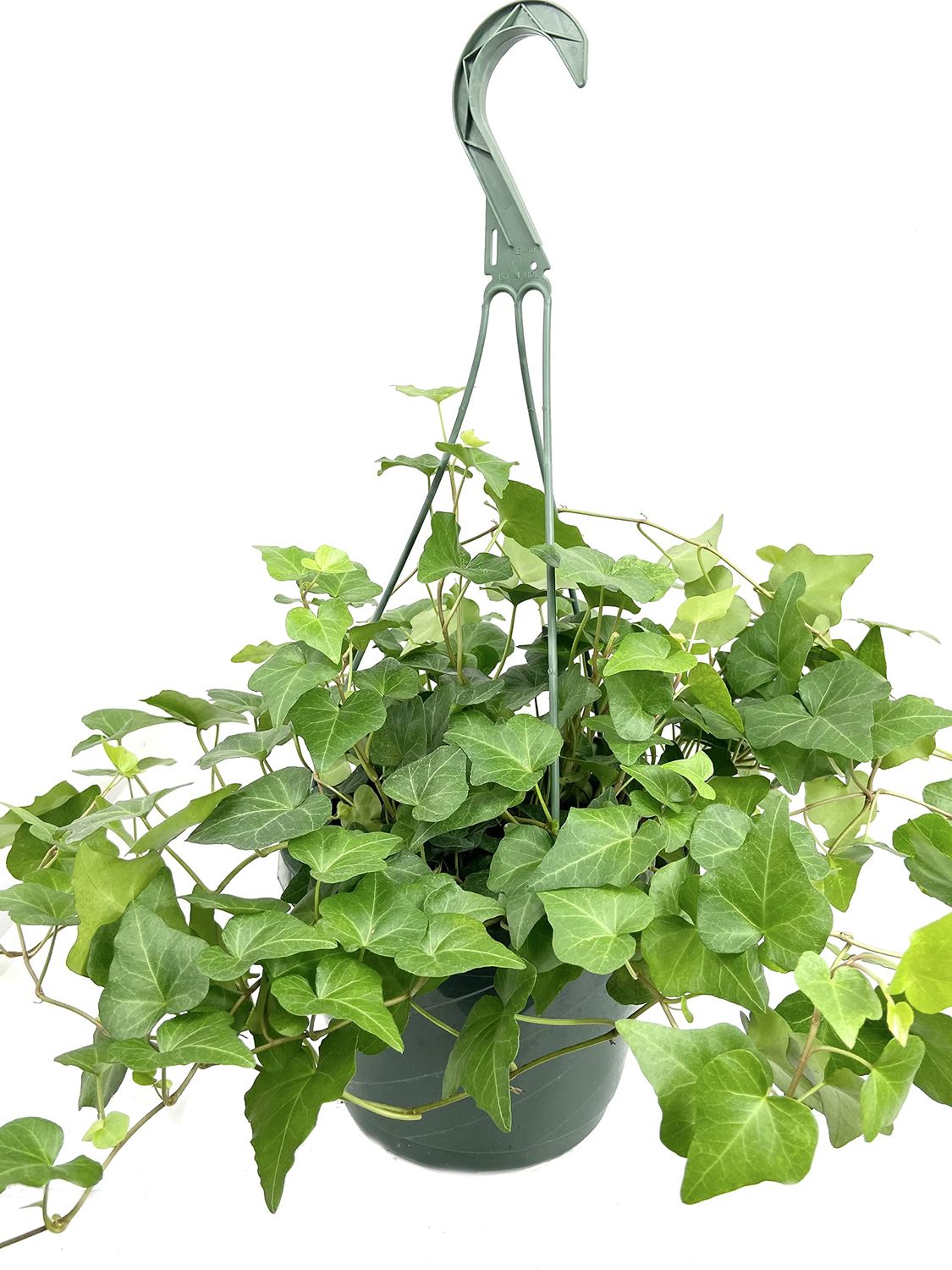 Ivy HB - 6&quot; Green