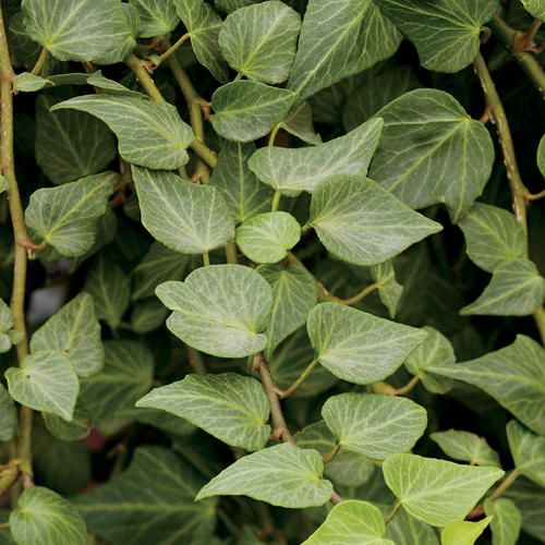 Ivy HB - 10&quot; English Tear Drop