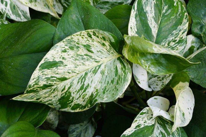 Pothos Marble Queen 6&quot;