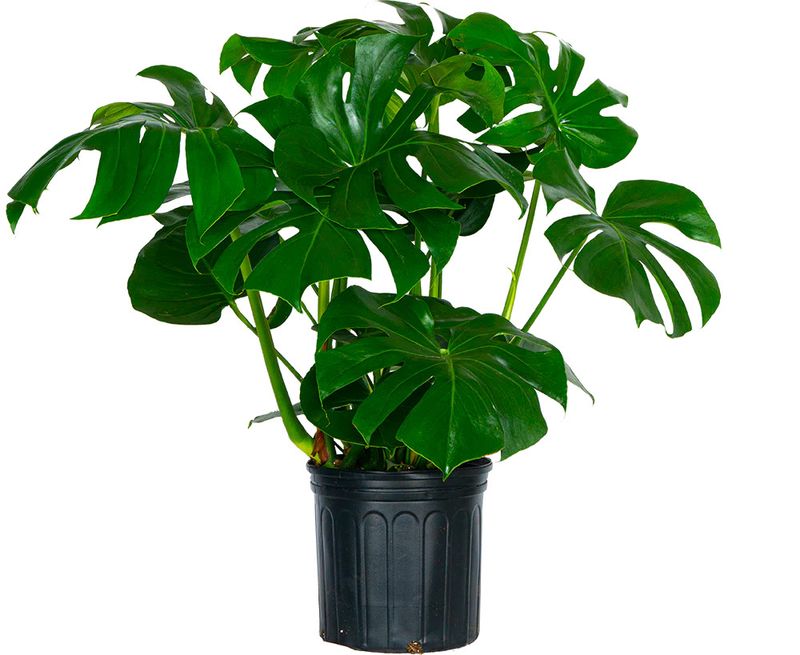 Monstera Deliciosa 10&quot;