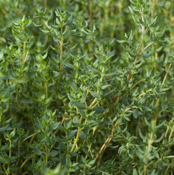 Thyme ORGANIC 4.5&quot;