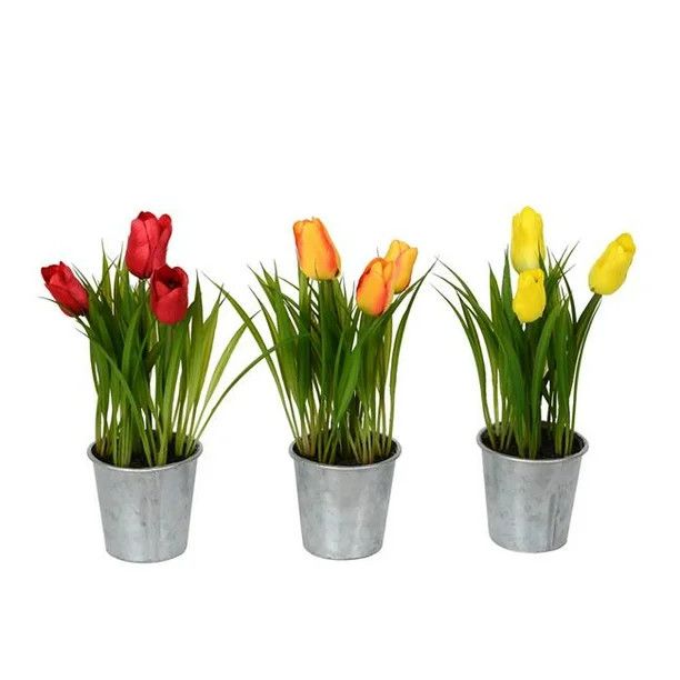 Tulip Assorted - 6&quot; Pot