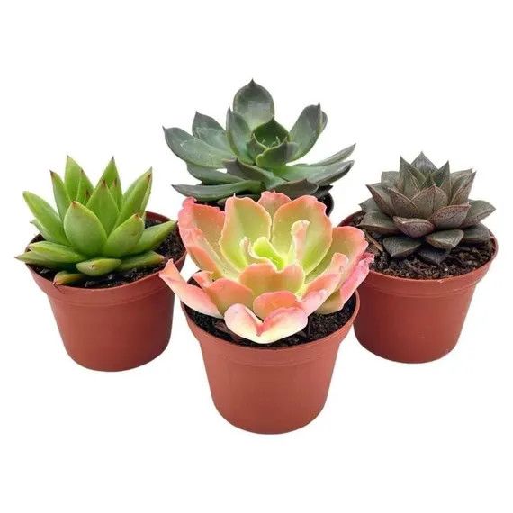 Succulent 4&quot; Assorted