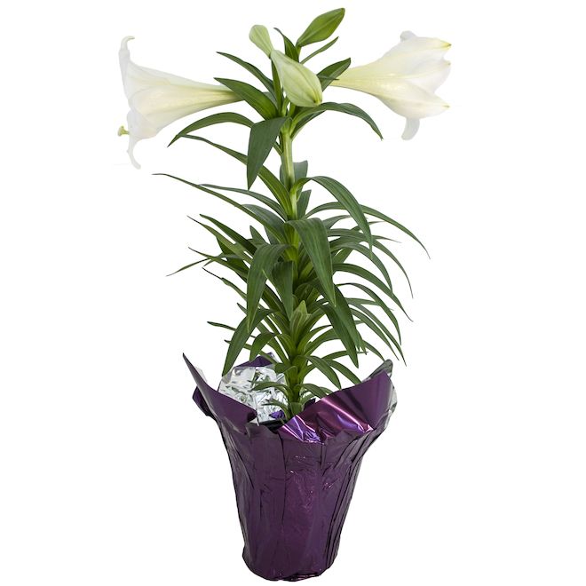 Easter Lily 6&quot;