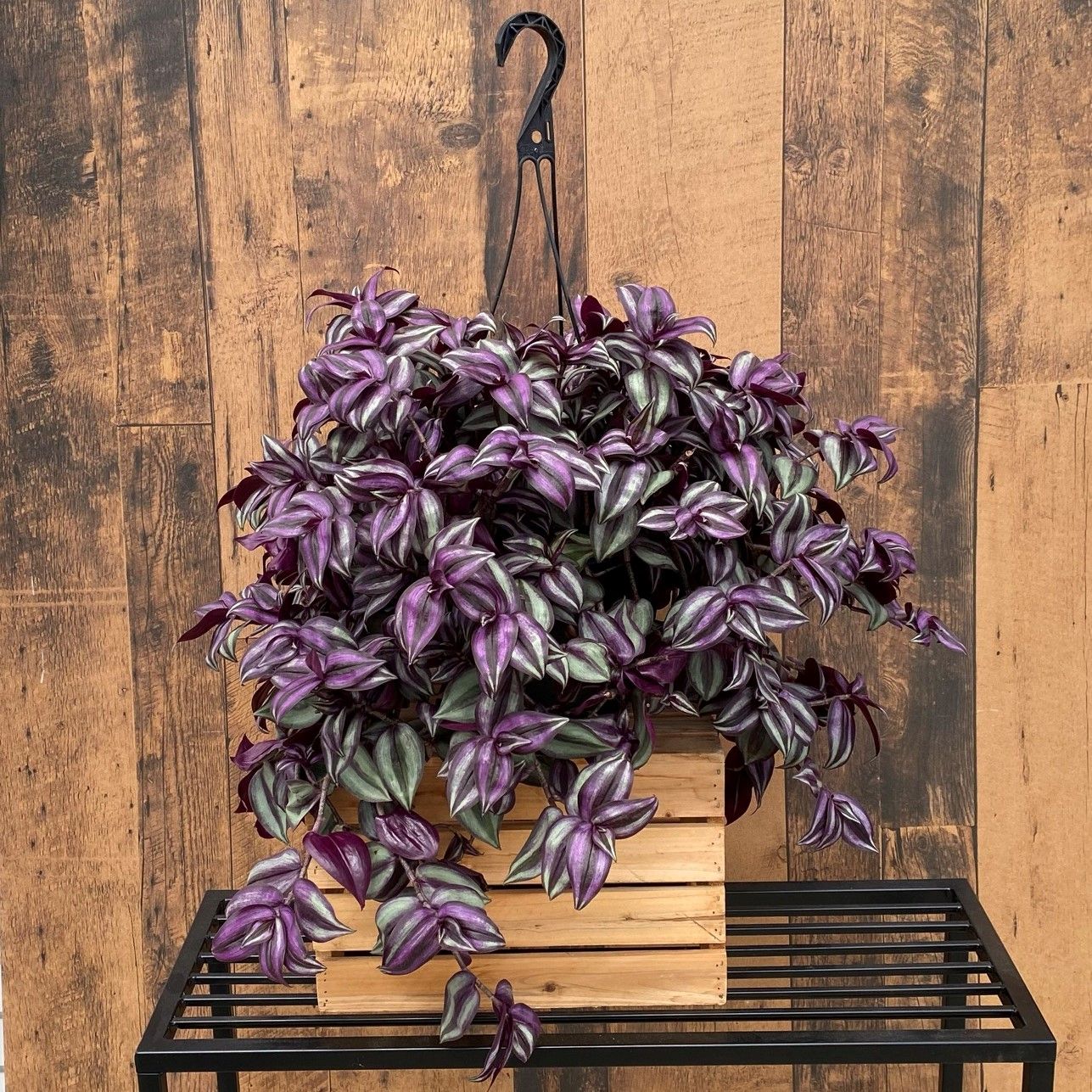 Tradescantia &#39;Purple&#39; - 10&quot; HB