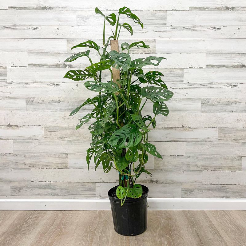 Monstera Swiss Cheese Totem 6&quot;
