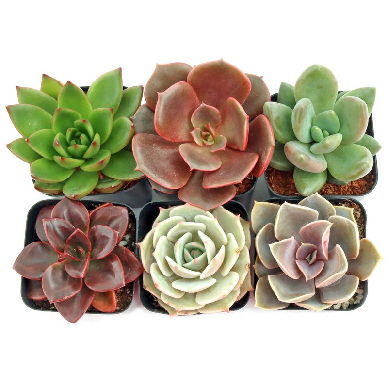 Succulent Echeveria 6&quot;