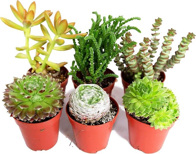 Succulent Assorted 6&quot;