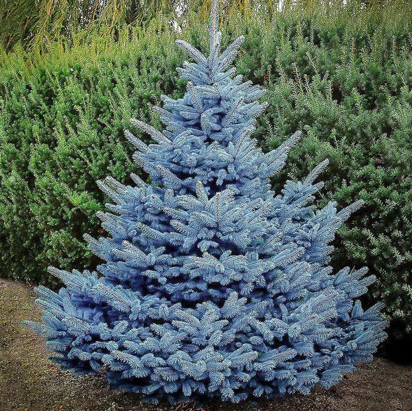 Colorado Blue Spruce 3-4&#39; B&amp;B