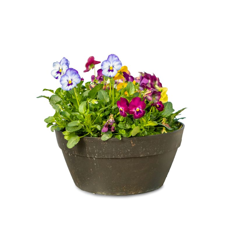 Pansy or Viola 12" Bowl - Various Colours