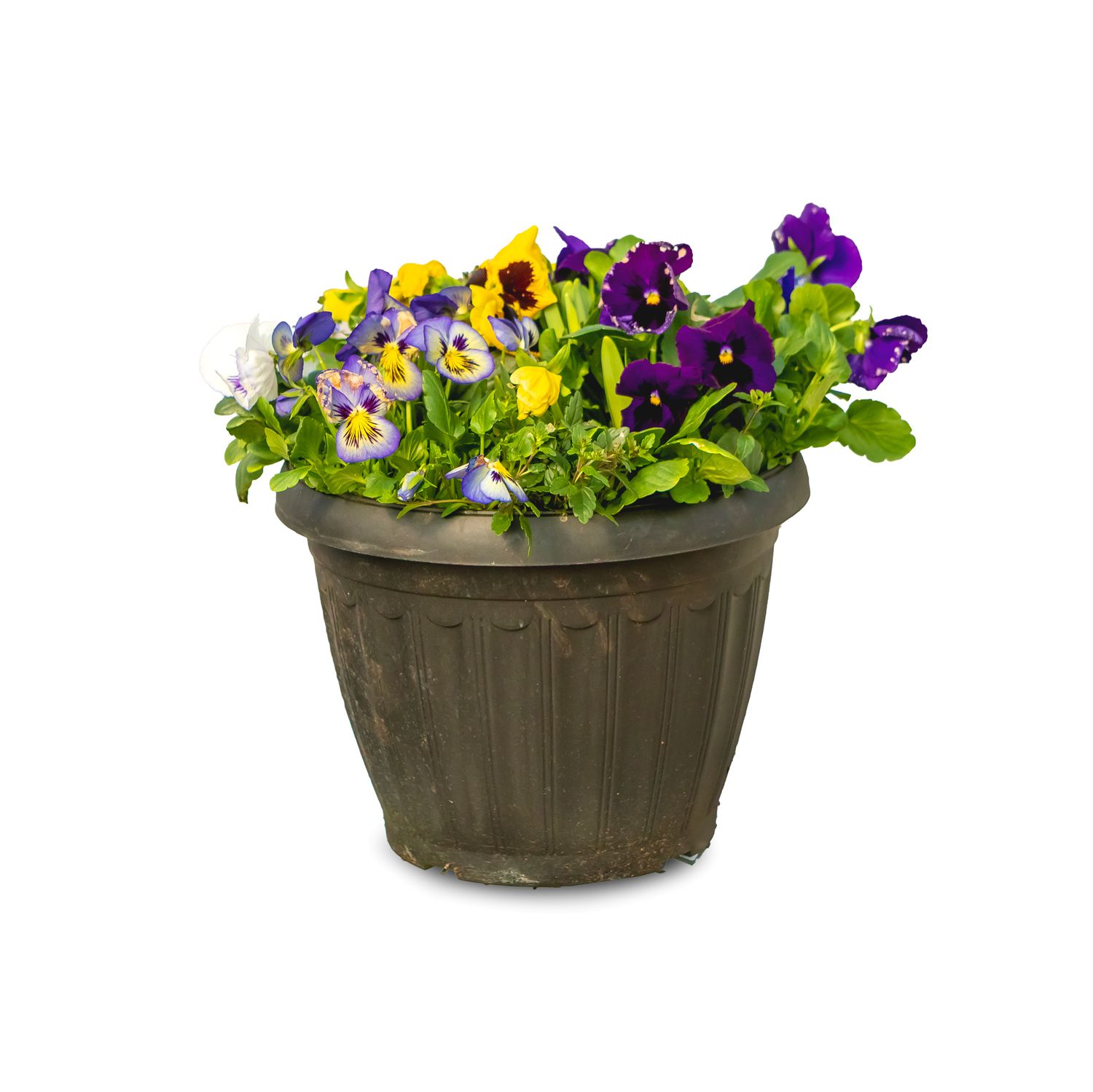 Pansy 11" Planter w 6" Daffodil