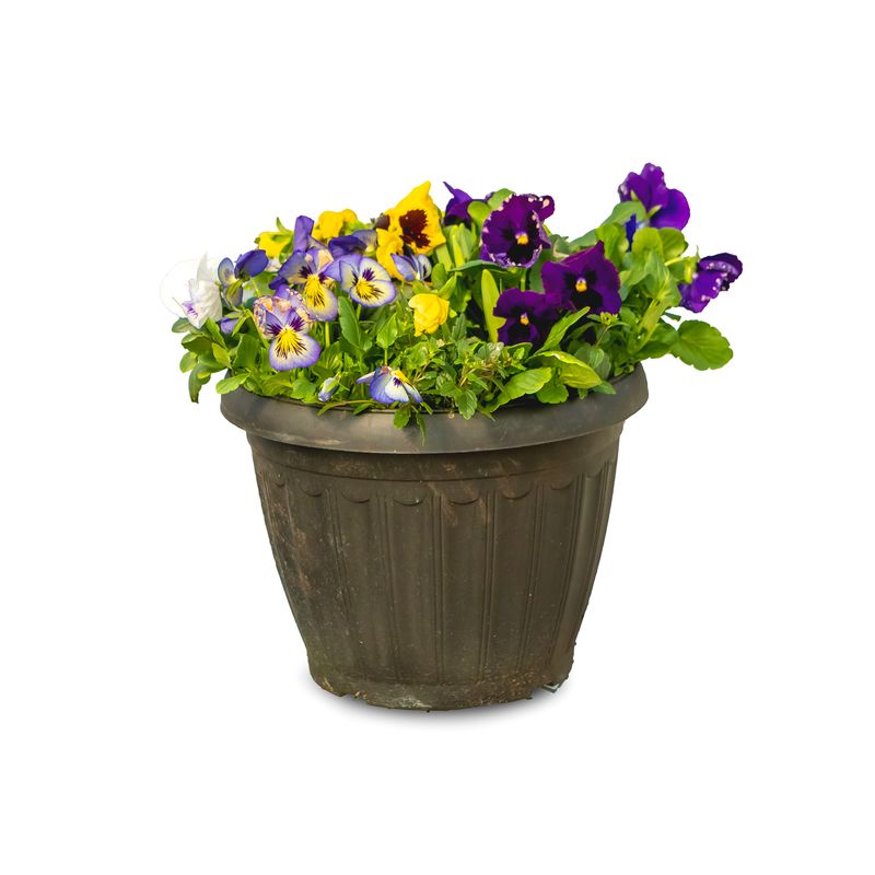 Pansy 11" Planter w 6" Daffodil