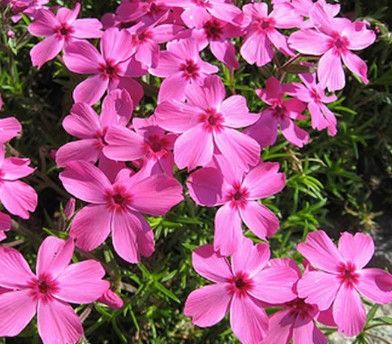 Creeping Phlox &#39;Drummon Pink&#39;, Size: 4&quot;