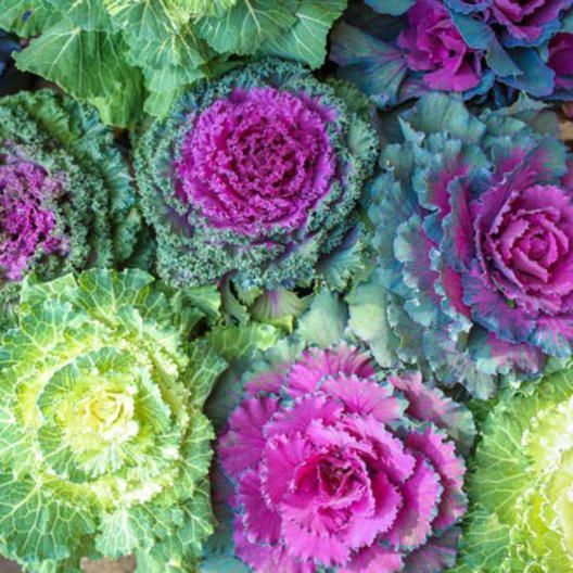 Flowering Cabbage - 3 cell pack, Variety: Songbird