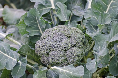 Broccoli 'Gypsy' 4 cell pack