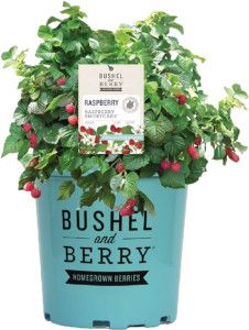 Raspberry &#39;Shortcake&#39; 1 gal
