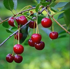 Cherry Tree &#39;Meteor&#39; 7 gal Potted (sour)