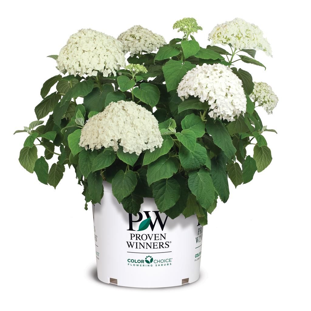 Hydrangea &#39;Incrediball&#39; 2 gal PW
