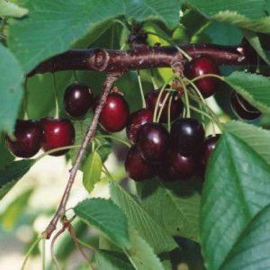 Cherry Tree &#39;Cavalier&#39; 5&#39;6&quot; Potted (sweet)