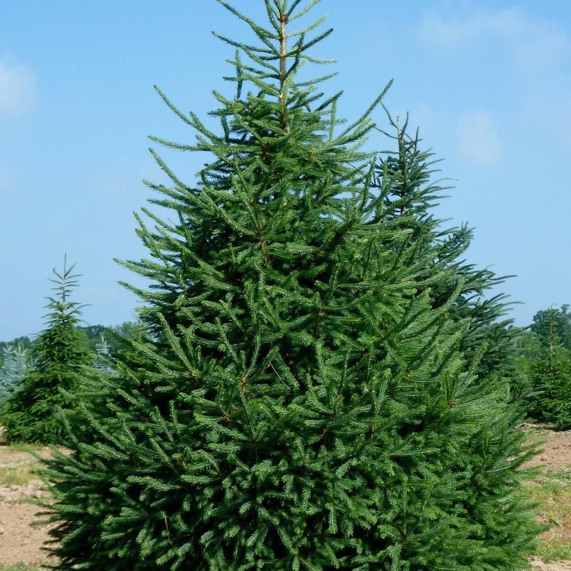 White Spruce  3.5&#39; Potted